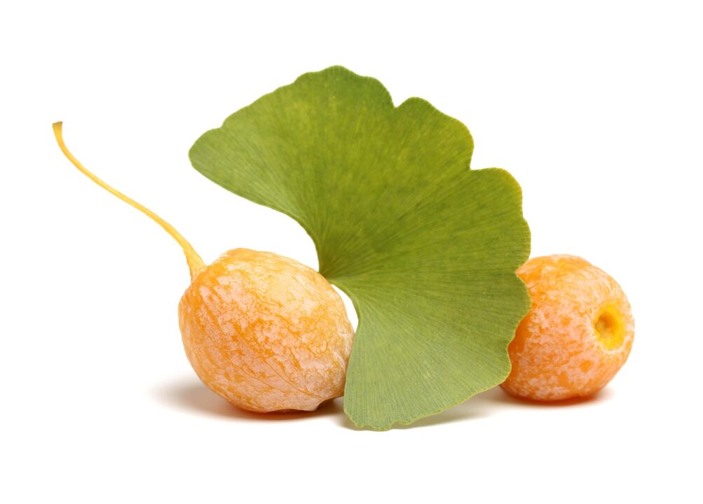 Ginkgo biloba w Erobooście